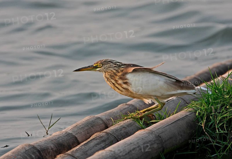 Adult javan pond heron