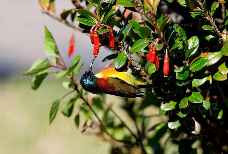 Green-tailed sunbird