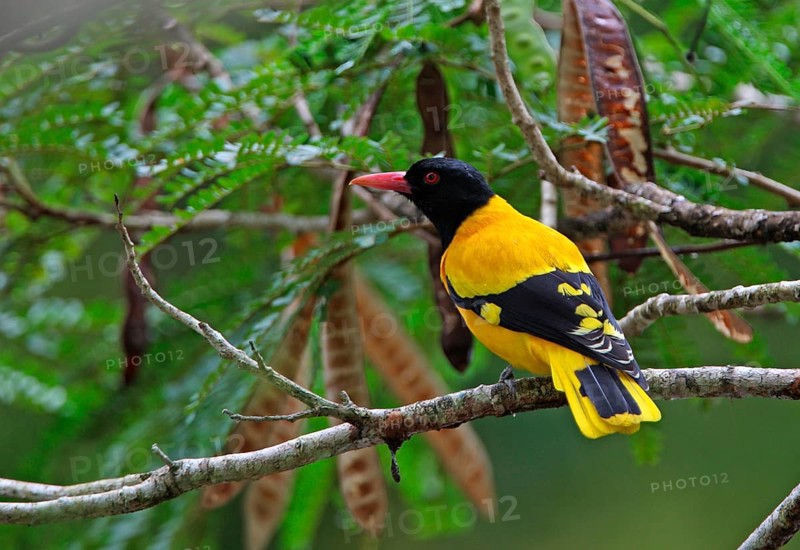 Black-headed Oriole