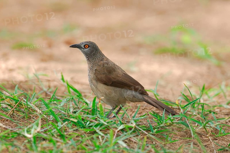 Brown Scimitar Babbler