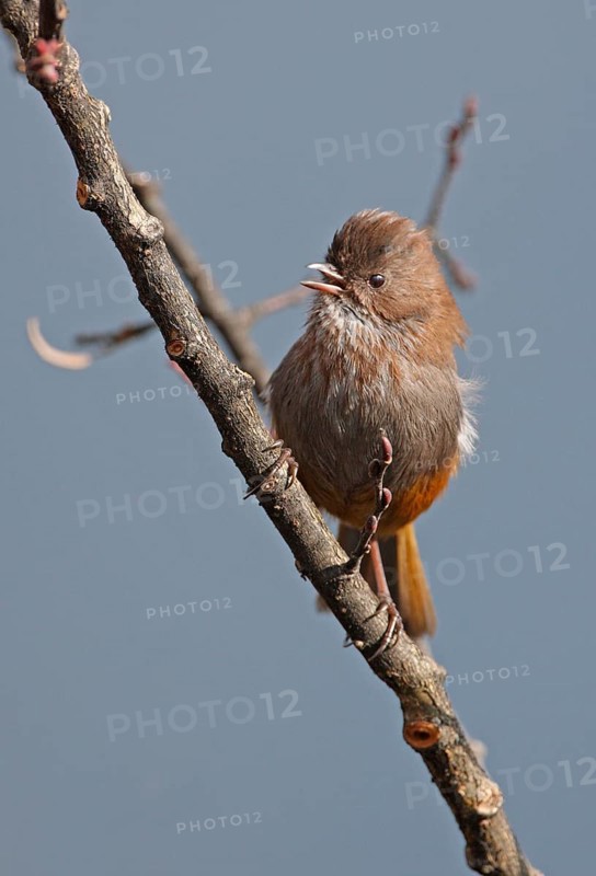 Whinchat Fulvetta