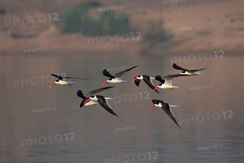 Indian Skimmer