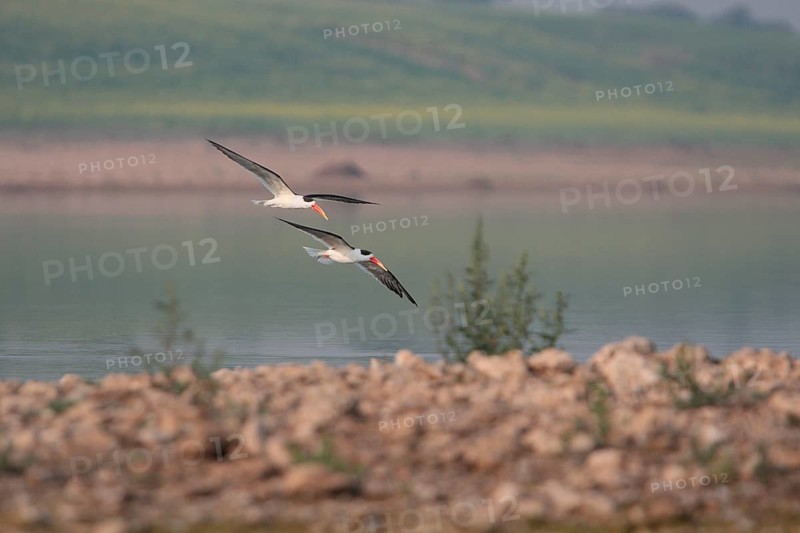 Indian Skimmer