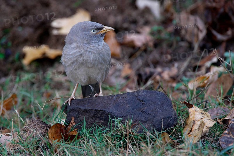 Jungle Babbler
