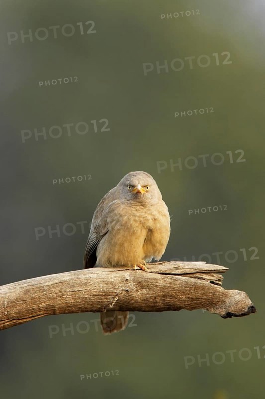 Jungle Babbler