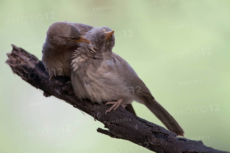 Jungle Babbler