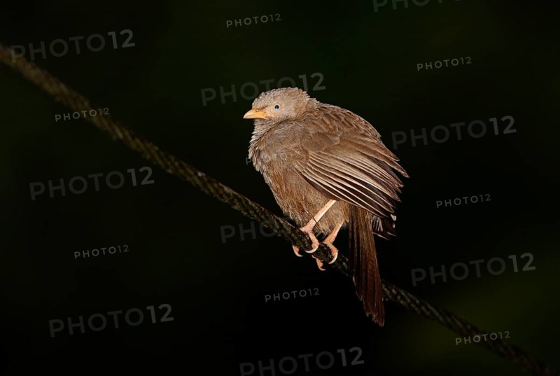 Yellow-billed Scimitar Babbler