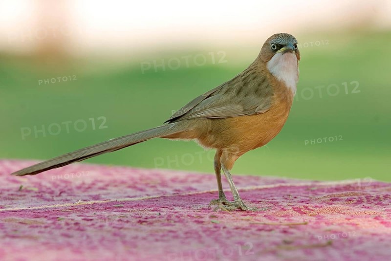 White-throated Scimitar Babbler