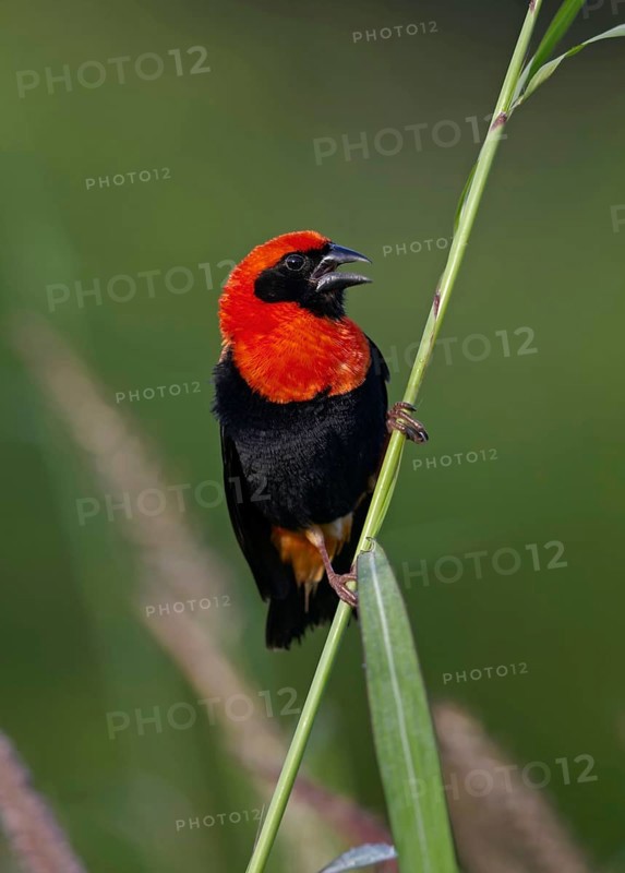 Black-winged red bishop