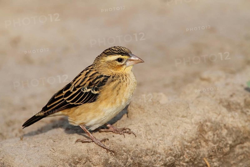 Black-winged red bishop