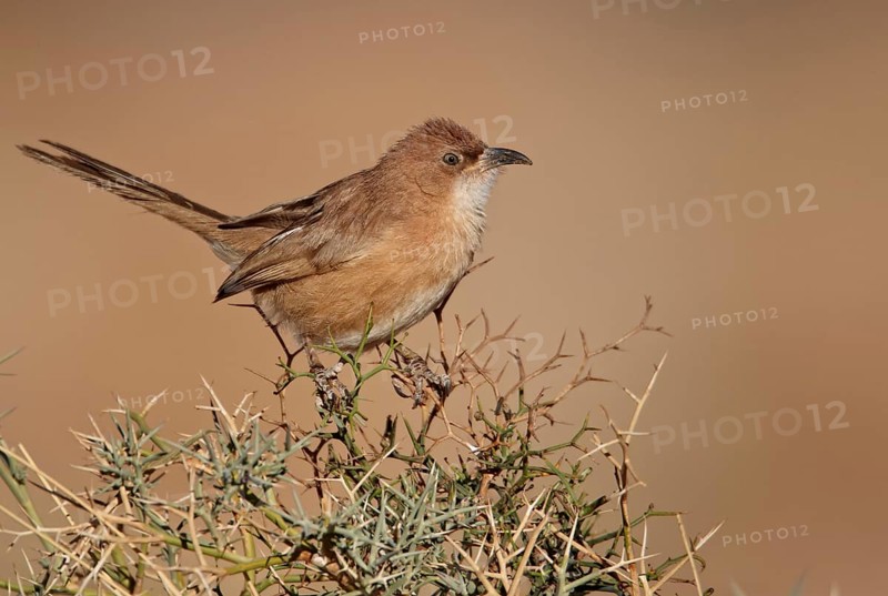 Fulvous Scimitar Babbler