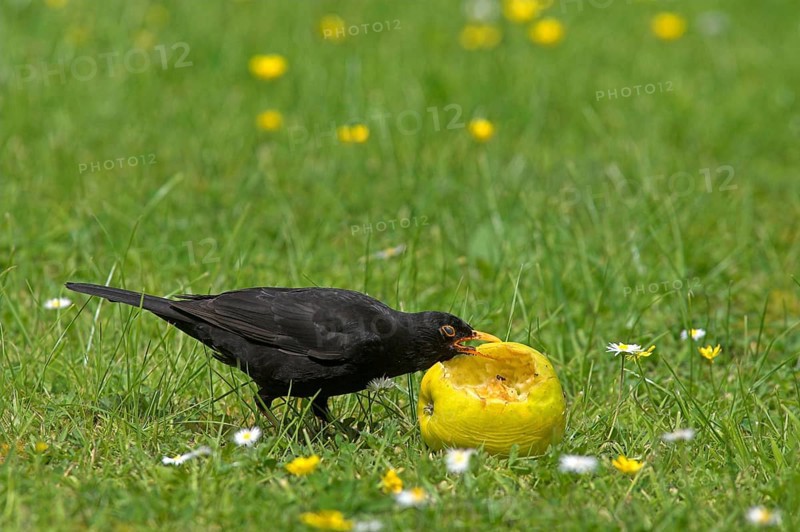 Blackbird