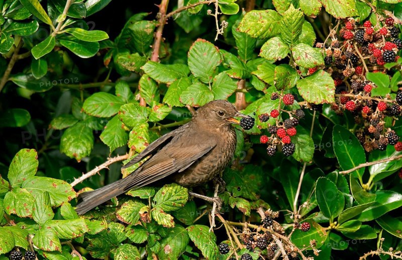 European Blackbird