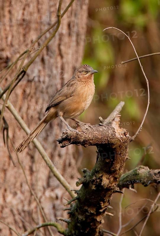 Striped Scimitar Babbler