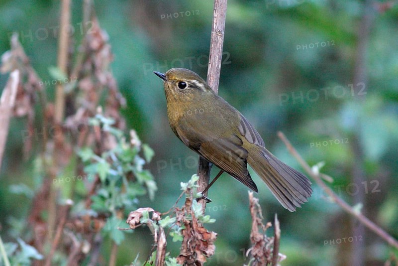 White-browed Bush-robin