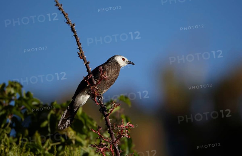 White-rumped Babbler