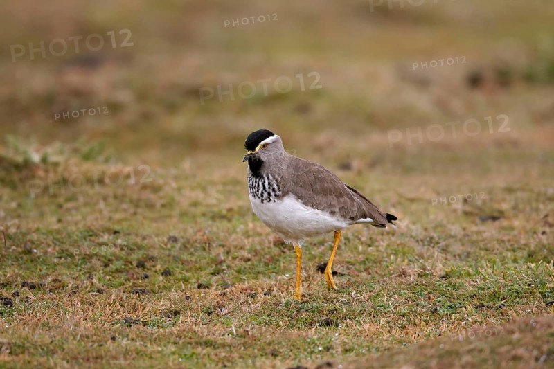 Spot-breasted Lapwing