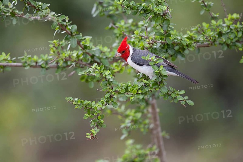 Red-crested cardinal