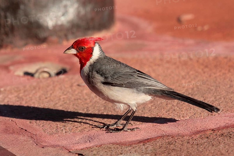 Red-crested Cardinal