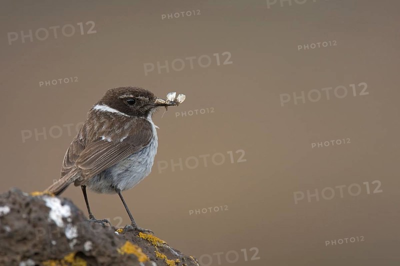Canary islands stonechat