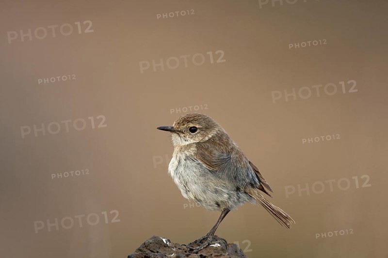 Canary islands stonechat