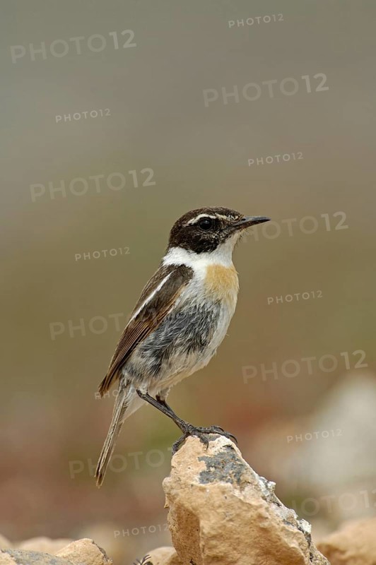 Canary Islands Chat