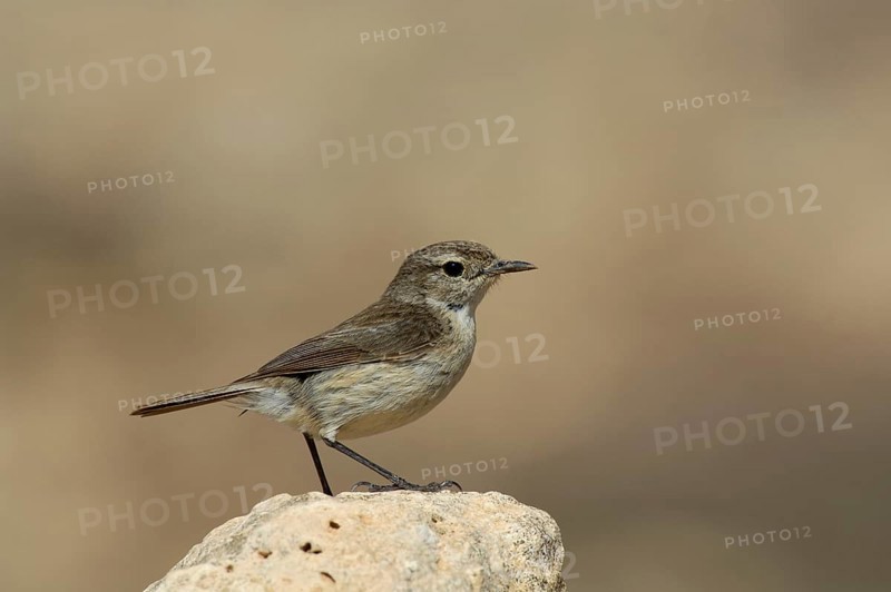 Canary Islands Chat