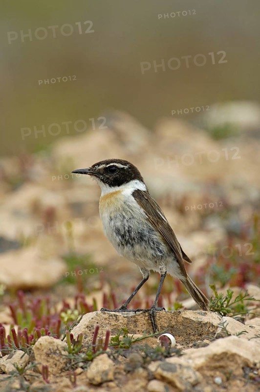Canary Islands Chat