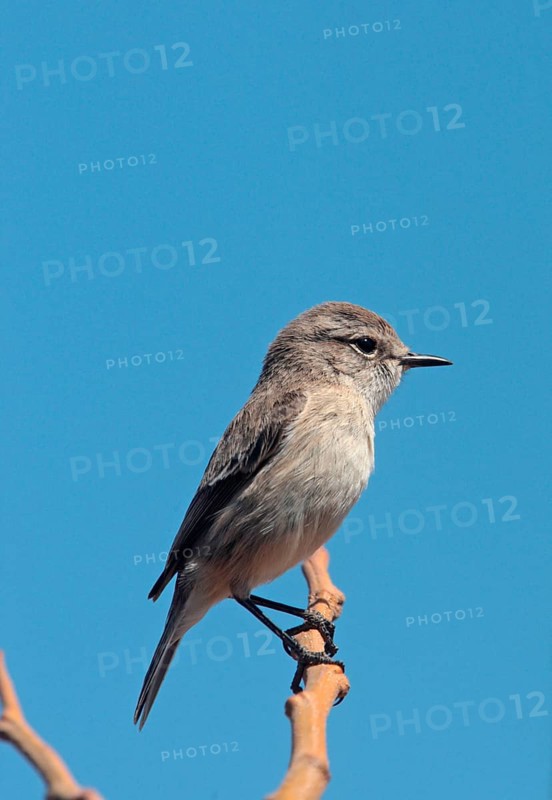 Canary Islands Chat