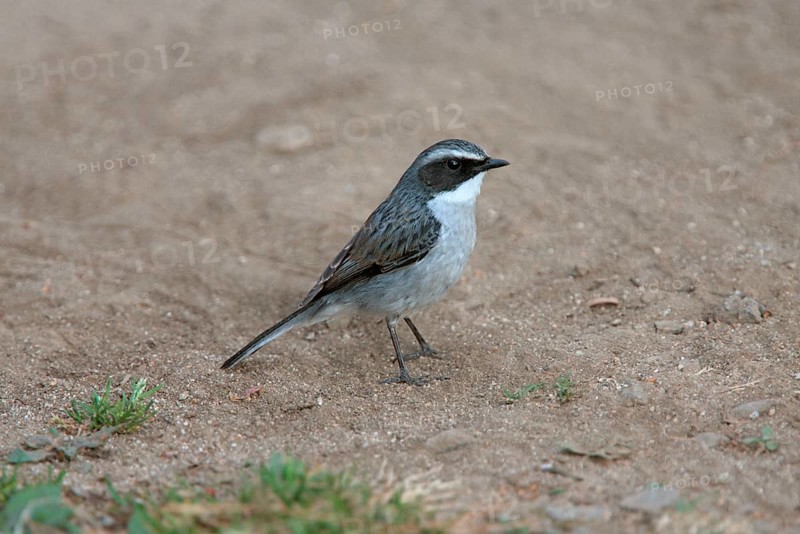 Grey Bushchat