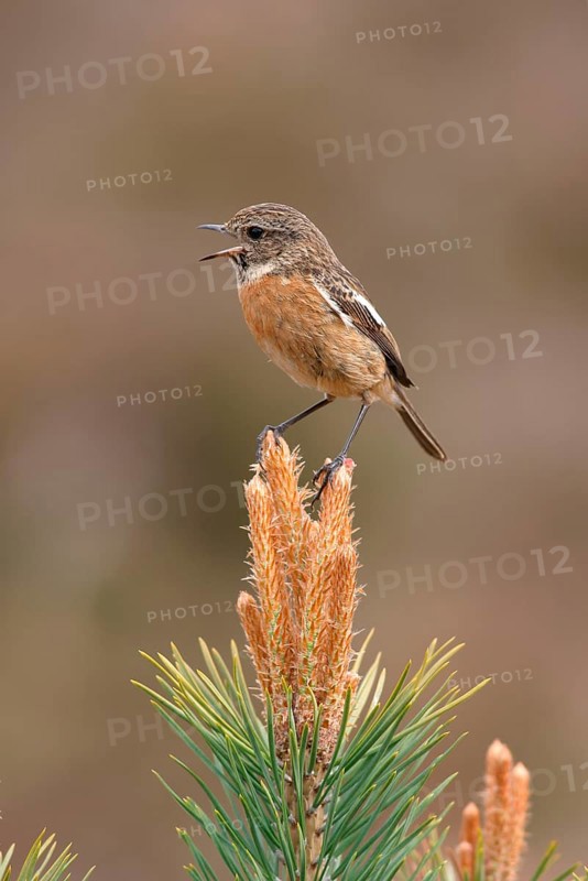 Saxicola torquatusniolan Stonechat