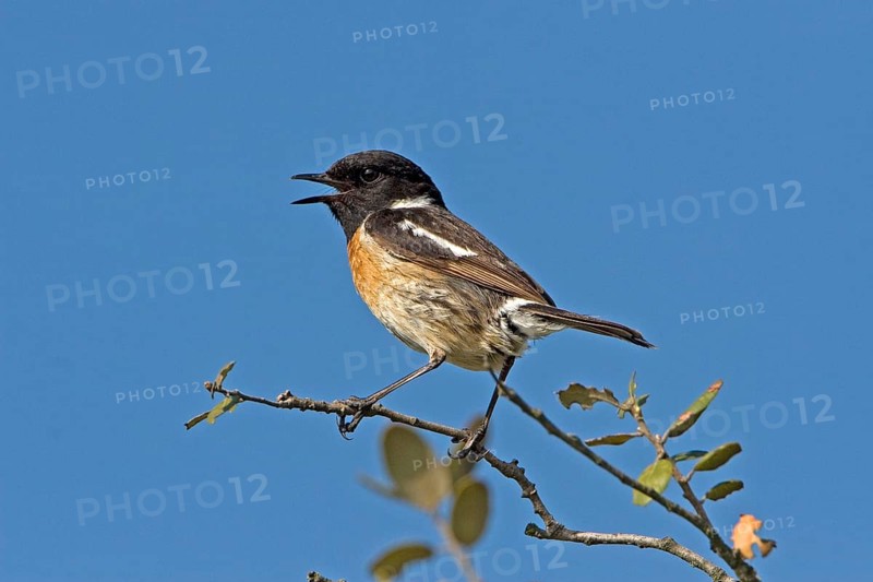 Saxicola torquatusniolan Stonechat