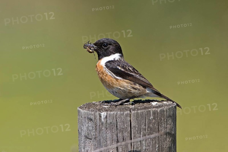 Saxicola torquatusniolan Stonechat