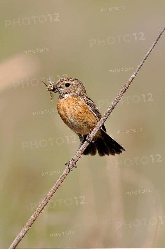 Saxicola torquatusnic Stonechat