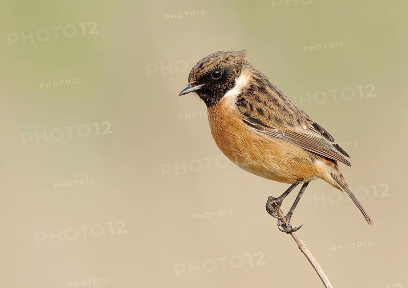 Saxicola torquatusniolan Stonechat