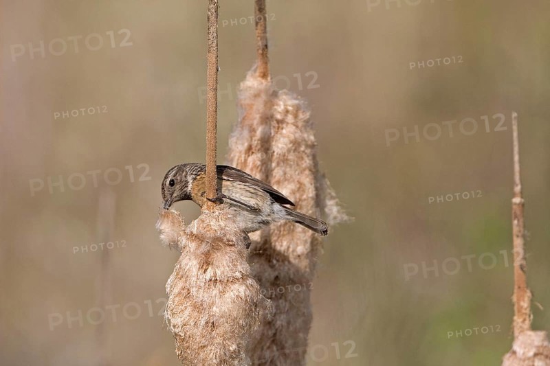 Saxicola torquatusniolan Stonechat
