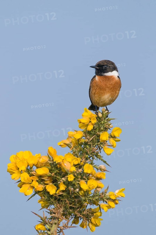 Saxicola torquatusniolan Stonechat