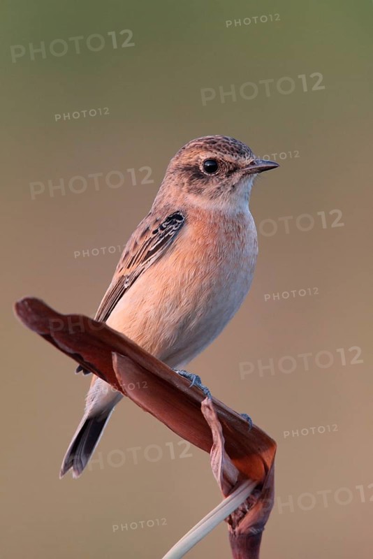 Siberian Stonechat