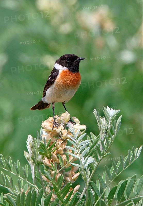 Siberian Stonechat