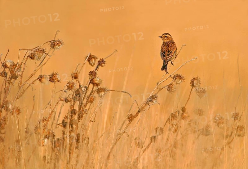 Whinchat