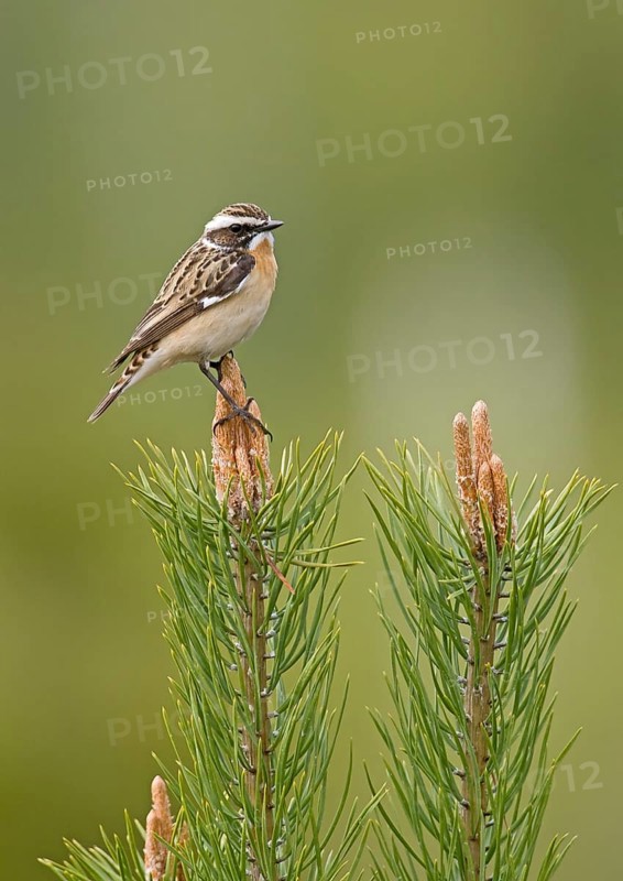 Whinchat