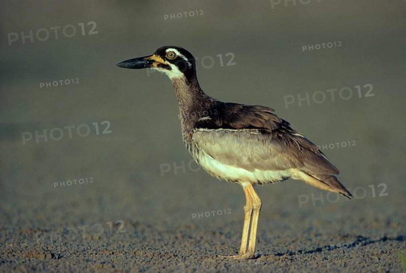 Beach stone-curlew