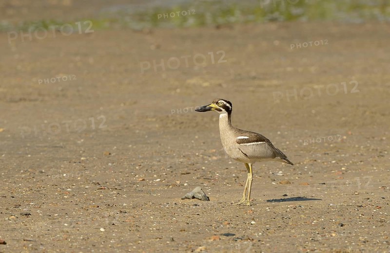 Beach Stone-curlew