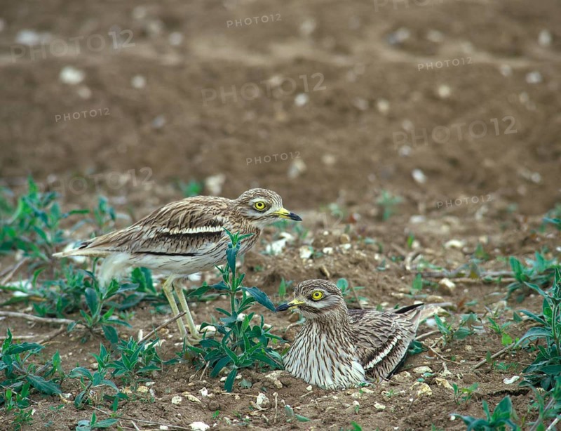 Stone curlew