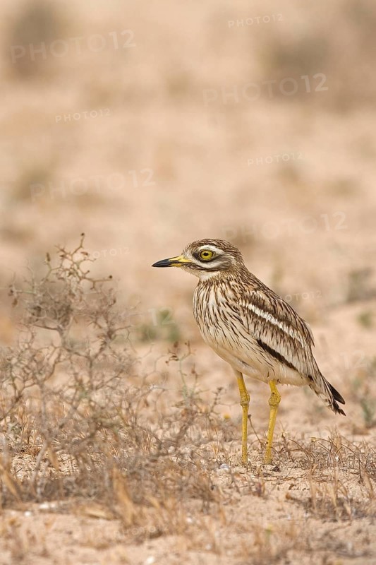 Eurasian stone curlew