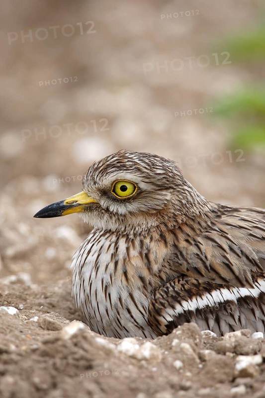 Eurasian stone curlew
