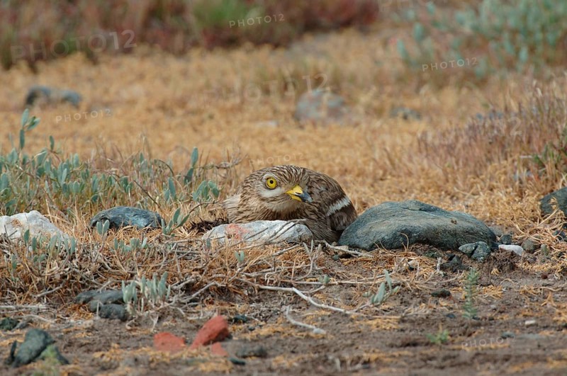 Eurasian Stone-curlew