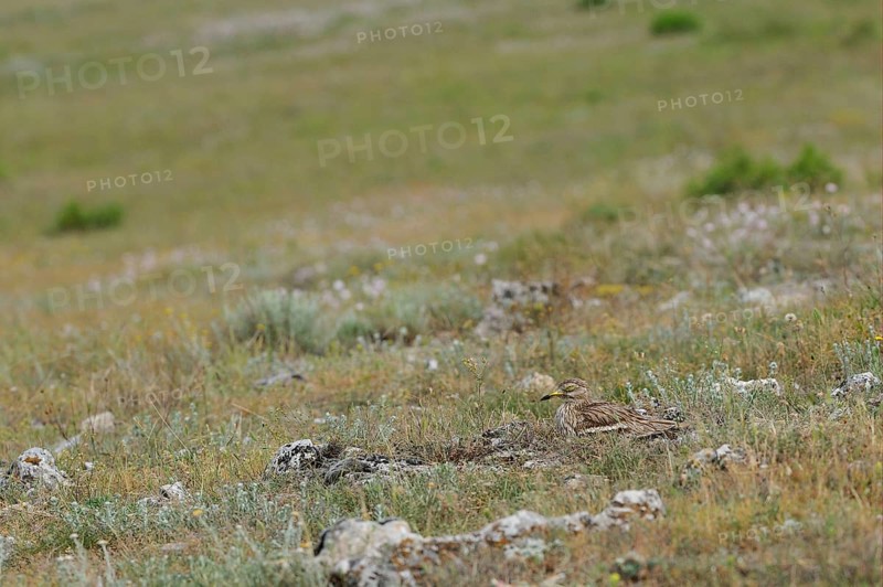 Eurasian Stone-curlew