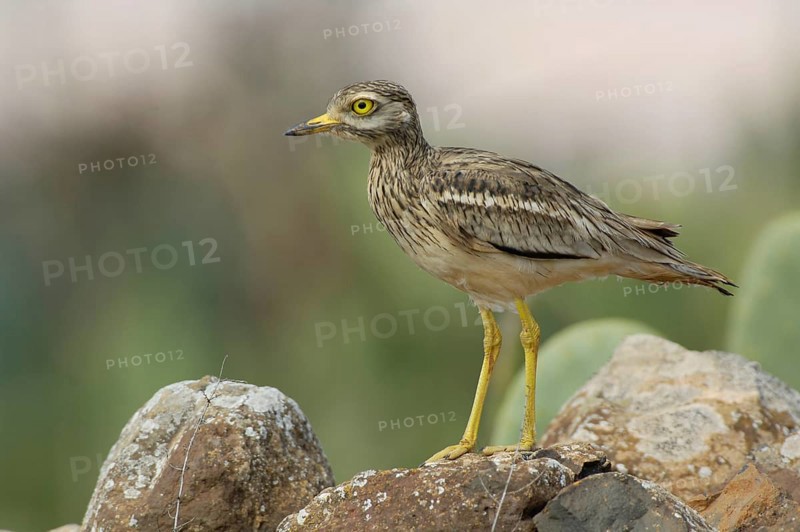 Eurasian Stone-curlew
