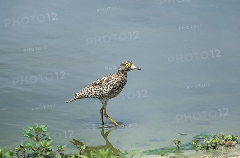 Spotted spotted thick-knee